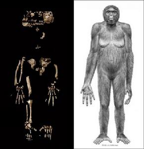 科学家成功将埃塞俄比亚发现的零碎原始人化石拼出一副女性原始人骨骼