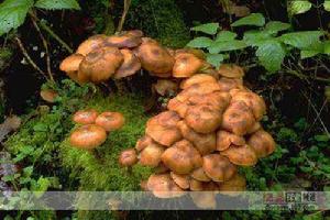一种学名为Armillaria bulbosa的真菌