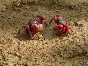 澳洲红蟹 