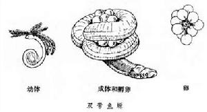 （图）版纳鱼螈