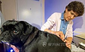 在美国弗吉尼亚州的费尔法克斯，兽医玛丽莲·库利为8岁的小狗“罗斯科”进行针灸治疗