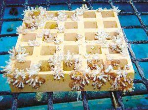 此礁人工养殖珊瑚