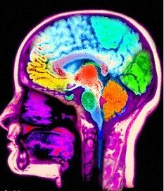 “道德罗盘”区域位于右耳后的大脑中