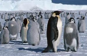 帝企鹅的繁殖季节在冬季
