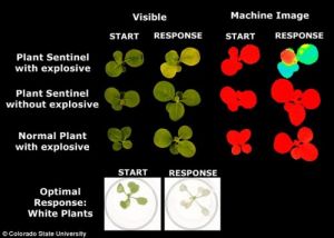 培育出的植物可通过改变叶子颜色来侦测炸弹