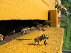 （图）蜜蜂养殖场内进出养蜂箱的蜜蜂