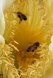 （图）正在采集花粉的蜜蜂