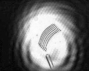 在延时显微照片中，半圆小棒编制的“光翼”发生横向运动，证明在激光照射下发生了向上位移。
