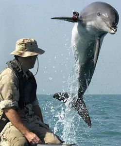 海豚杀手