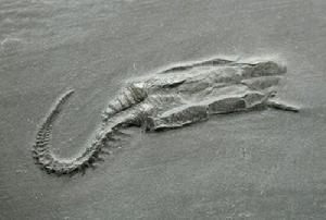 海果类动物化石