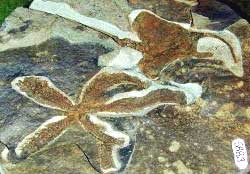 海箭纲（Homoiostelea）